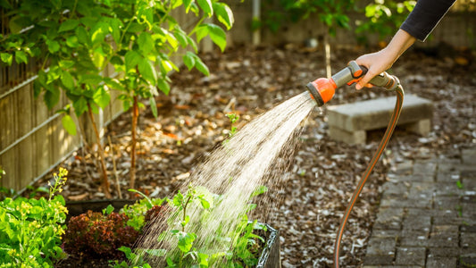 Water Garden Plants