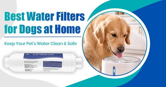 How to Choose the Best Water Filter for Dogs at Home